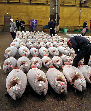 La guerra del sushi masacra al atún rojo