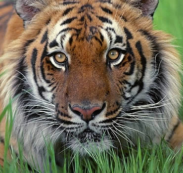 Rusia, China e India salvan al tigre